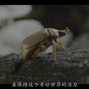 虫虫历险记 A Real Bug's Life