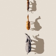 点击查看图片 哺乳动物星球 Mammals