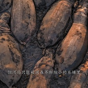 点击查看图片 哺乳动物星球 Mammals