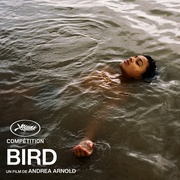 点击查看图片 鸟 Bird