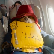 帕丁顿熊3：秘鲁大冒险 Paddington in Peru