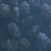 绝命小魔星 Ticks