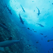 点击查看图片 我们的海洋 Our Oceans