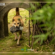 似锦