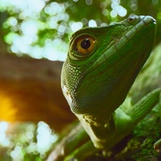 点击查看图片 动物的秘密生活 The Secret Lives of Animals