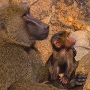 点击查看图片 动物的秘密生活 The Secret Lives of Animals