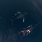 点击查看图片 追踪海洋巨兽 Chasing Ocean Giants