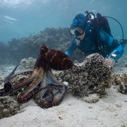 点击查看图片 章鱼的秘密 Secrets of the Octopus