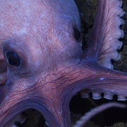 点击查看图片 章鱼的秘密 Secrets of the Octopus