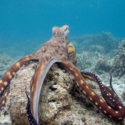 点击查看图片 章鱼的秘密 Secrets of the Octopus