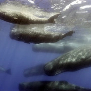 点击查看图片 海洋间谍 Spy in the Ocean
