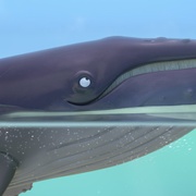 海螺和鲸鱼 The Snail and the Whale