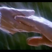 点击查看图片 印度拉贾 Raja Hindustani
