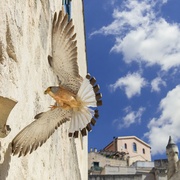 地中海 Mediterranean: Life Under Siege