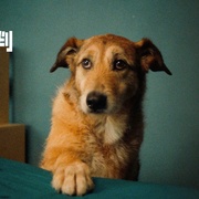 狗的审判 Le procès du chien