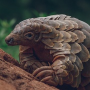 穿山甲Kulu的旅程 Pangolin: Kulu’s Journey