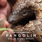 穿山甲Kulu的旅程 Pangolin: Kulu’s Journey