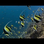 大卫·爱登堡：海洋 David Attenborough: Ocean