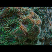 大卫·爱登堡：海洋 David Attenborough: Ocean