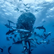 大卫·爱登堡：海洋 David Attenborough: Ocean