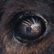 点击查看图片 兽性 Animale