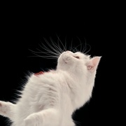 点击查看图片 喵星人的奇思妙想 Inside the Mind of a Cat