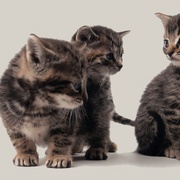 点击查看图片 喵星人的奇思妙想 Inside the Mind of a Cat