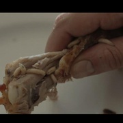 点击查看图片 陷阱 The Snare