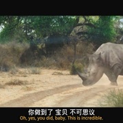 濒危物种 Endangered Species