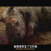濒危物种 Endangered Species