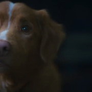 好狗狗 Good Boy