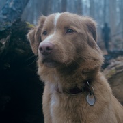 好狗狗 Good Boy
