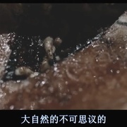 死胎 Nati Morti