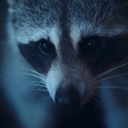 点击查看图片 大自然恐怖故事 Nightmares of Nature