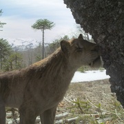 史前星球：冰川时代 Prehistoric Planet: Ice Age