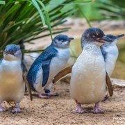 点击查看图片 企鹅家族 Penguins: Meet the Family