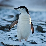 点击查看图片 企鹅家族 Penguins: Meet the Family