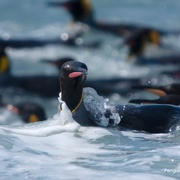 点击查看图片 企鹅家族 Penguins: Meet the Family