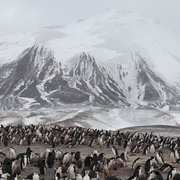 点击查看图片 企鹅家族 Penguins: Meet the Family