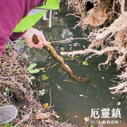 点击查看图片 寻踪迷镇 Shelby Oaks