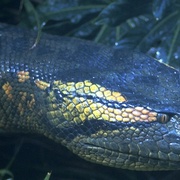 点击查看图片 狂蟒之灾 Anaconda