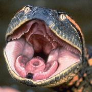点击查看图片 狂蟒之灾 Anaconda