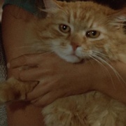 邪猫劫 Uninvited