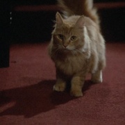 邪猫劫 Uninvited