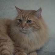 邪猫劫 Uninvited