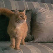 邪猫劫 Uninvited