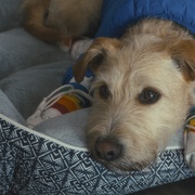 爱犬莫福 Merv