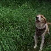 圣诞狗 A Dog Named Christmas