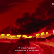 点击查看图片 与象同行