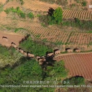 点击查看图片 与象同行